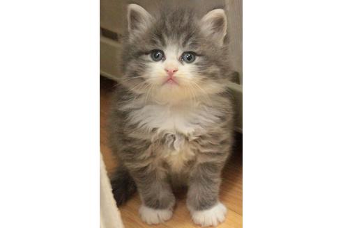 成約済の茨城県のノルウェージャンフォレストキャット-615の2枚目